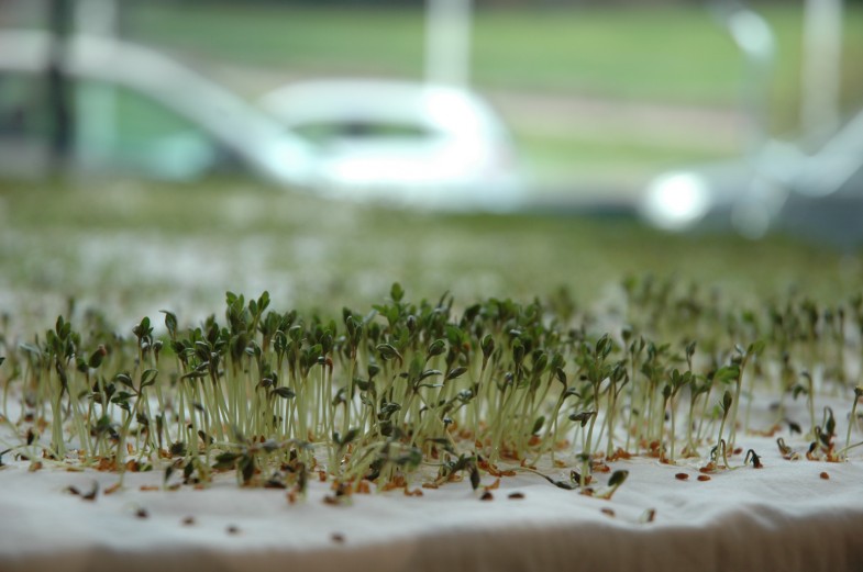 Cress forest
