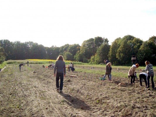 feld
